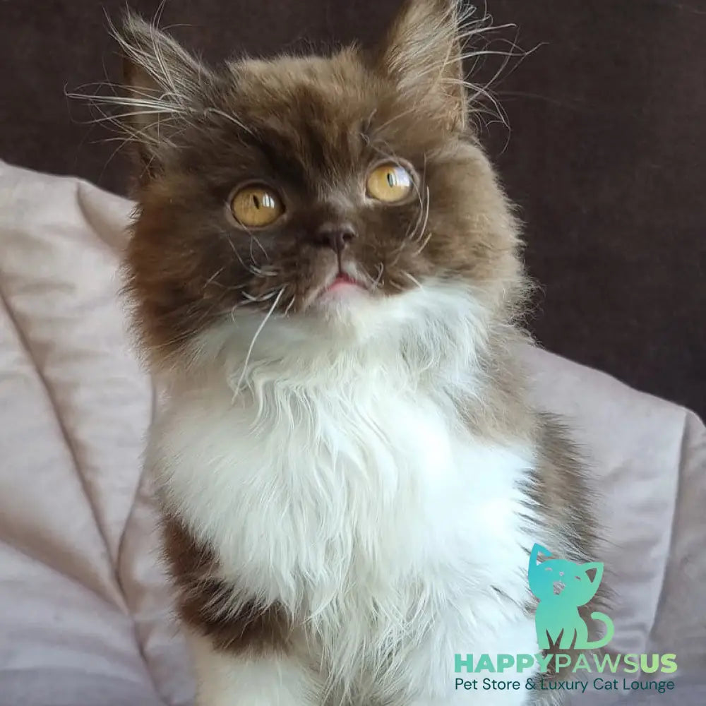 Emir British Longhair male chocolate bicolour - live animals