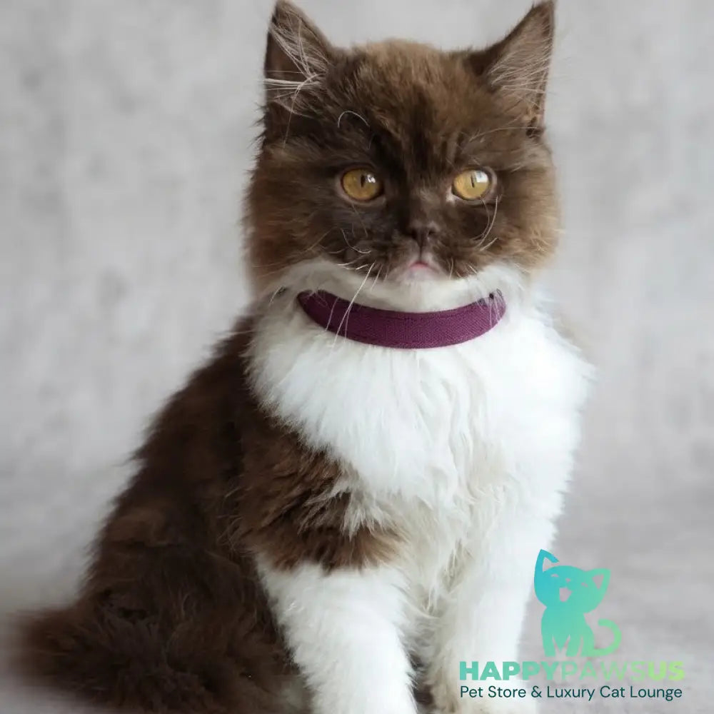Emir British Longhair male chocolate bicolour - live animals