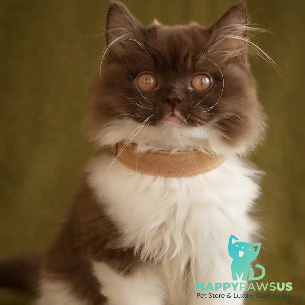 Emir British Longhair male chocolate bicolour - live animals