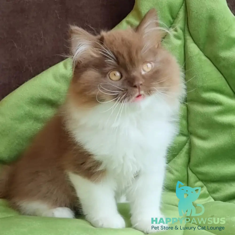 Emir British Longhair male chocolate bicolour - live animals