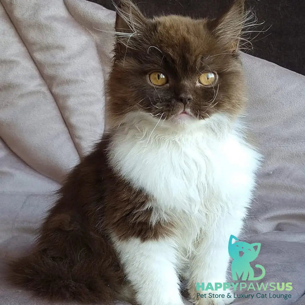 Emir British Longhair male chocolate bicolour - live animals