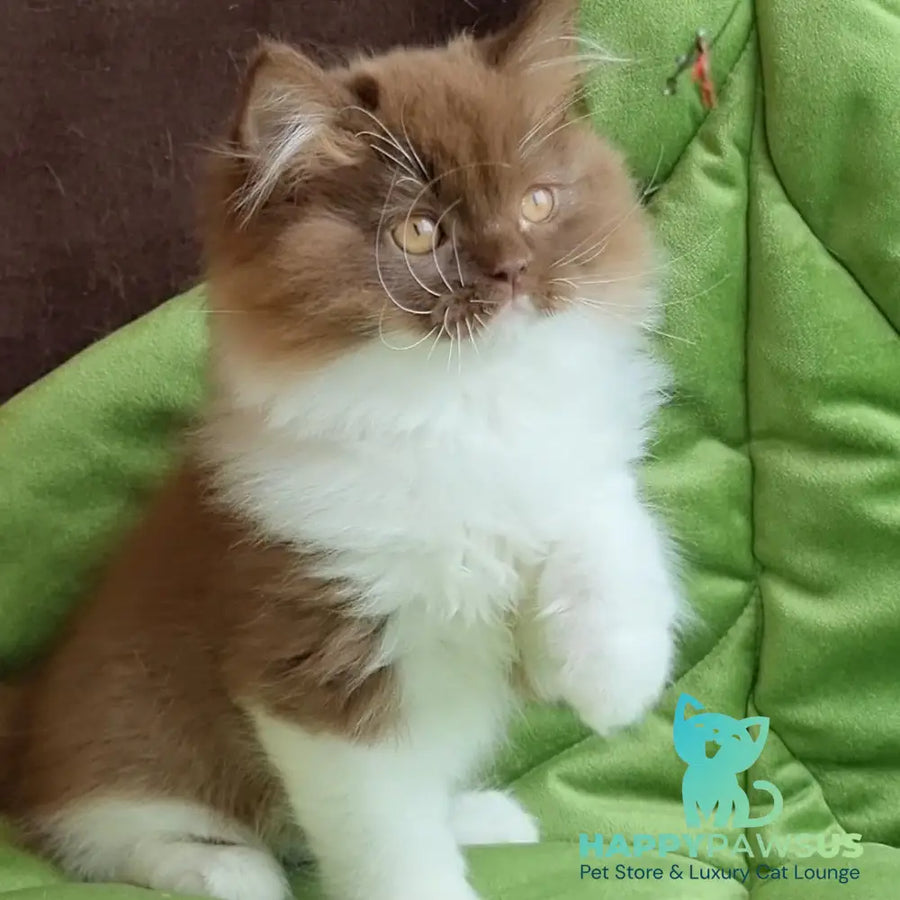 Emir British Longhair male chocolate bicolour - live animals