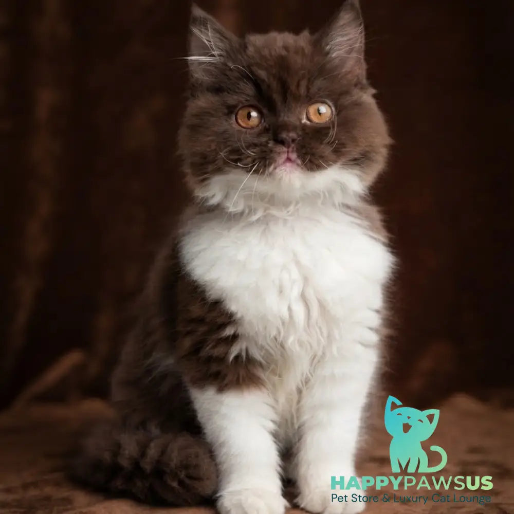 Emir British Longhair male chocolate bicolour - live animals