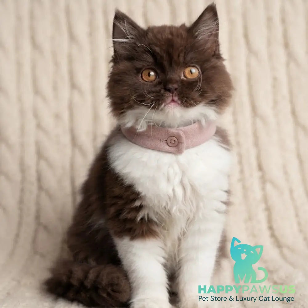 Emir British Longhair male chocolate bicolour - live animals