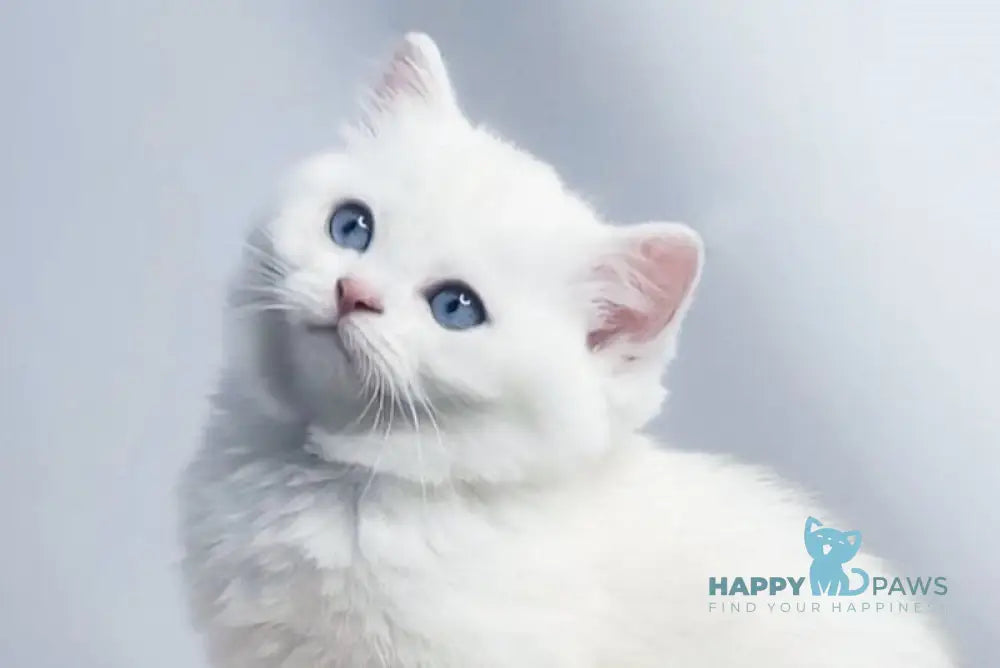 Emir British Shorthair male black silver shaded pointed live animals