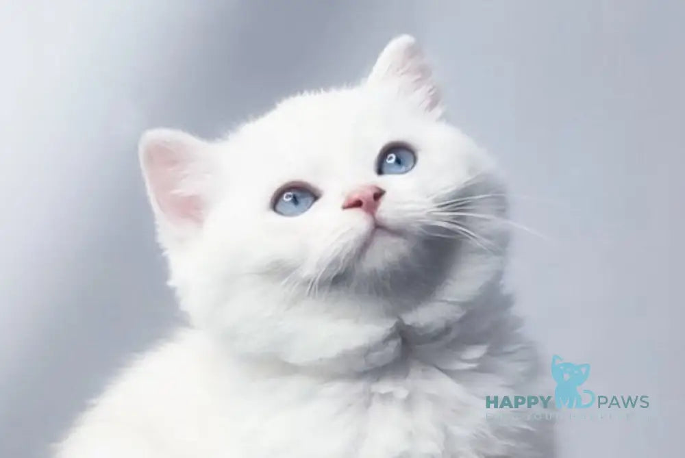 Emir British Shorthair male black silver shaded pointed live animals