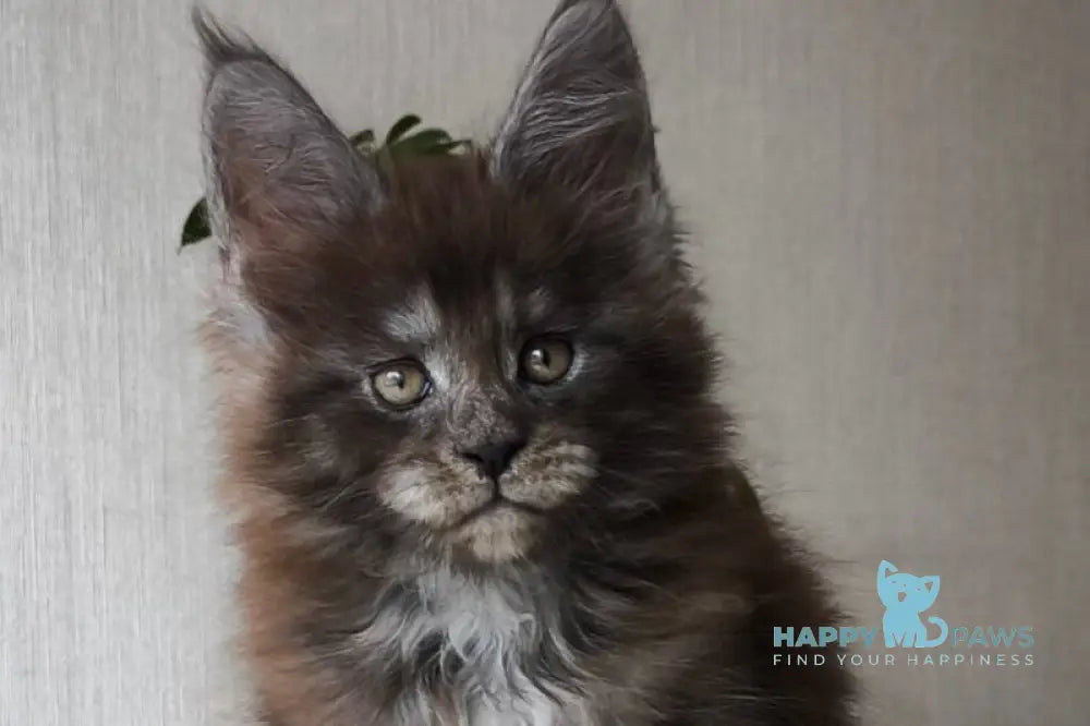 Emir Maine Coon male black silver live animals