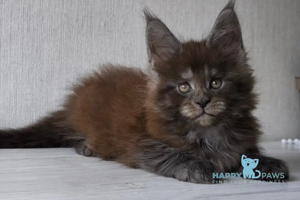 Emir Maine Coon male black silver live animals