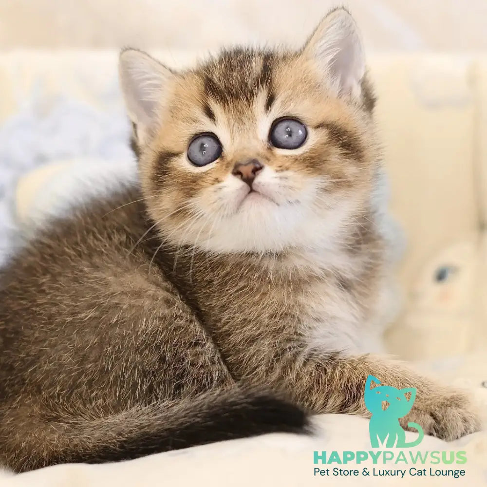 Emir Scottish Straight male black golden ticked tabby - live animals