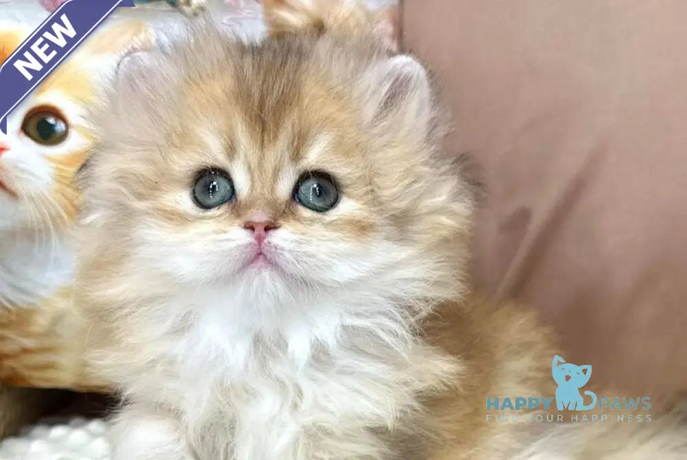 Emma British Longhair female black golden chinchilla live animals