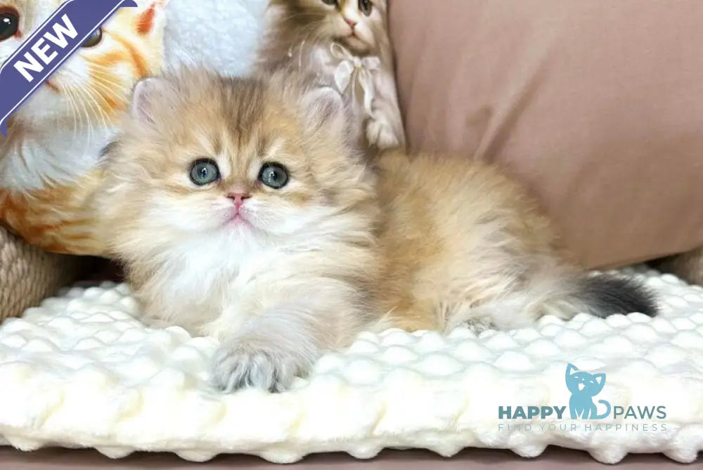 Emma British Longhair female black golden chinchilla live animals