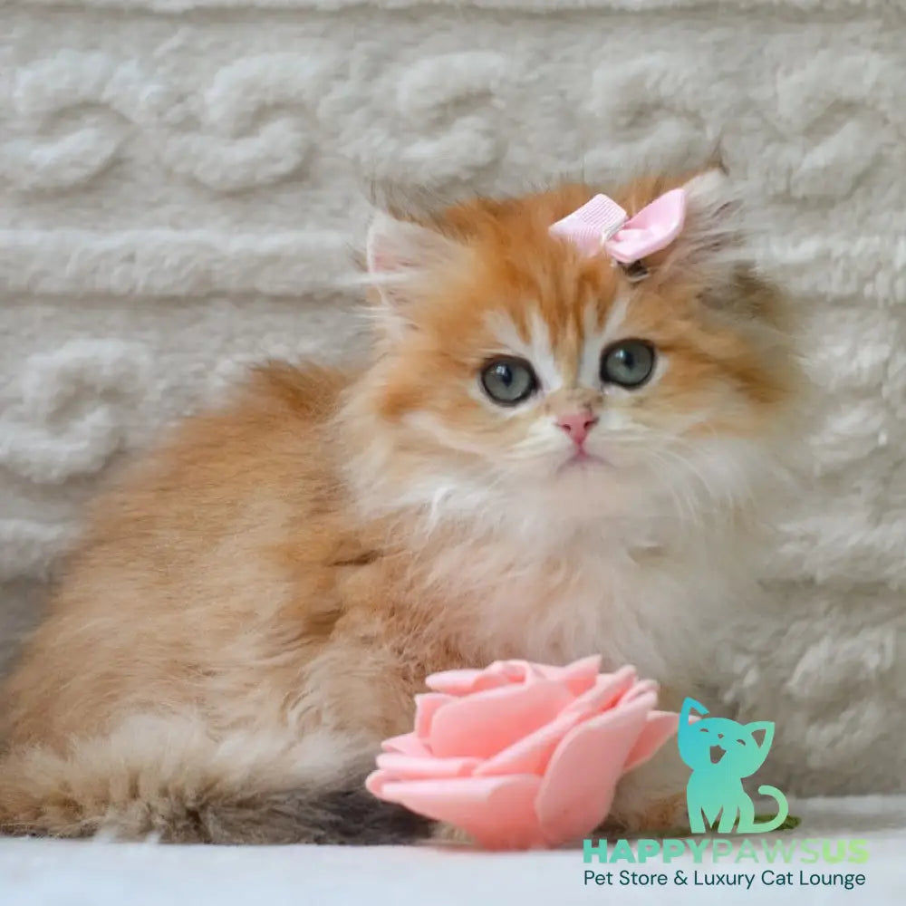 Emma British Longhair female black golden shaded - live animals