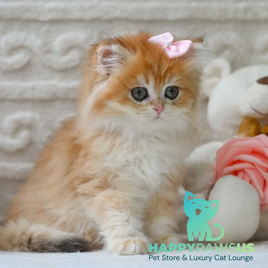 Emma British Longhair female black golden shaded - live animals