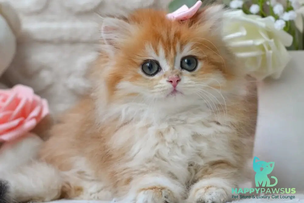 Emma British Longhair female black golden shaded - live animals