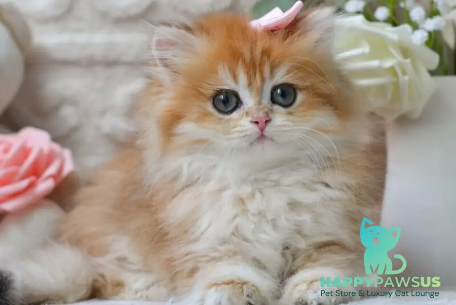 Emma British Longhair female black golden shaded - live animals