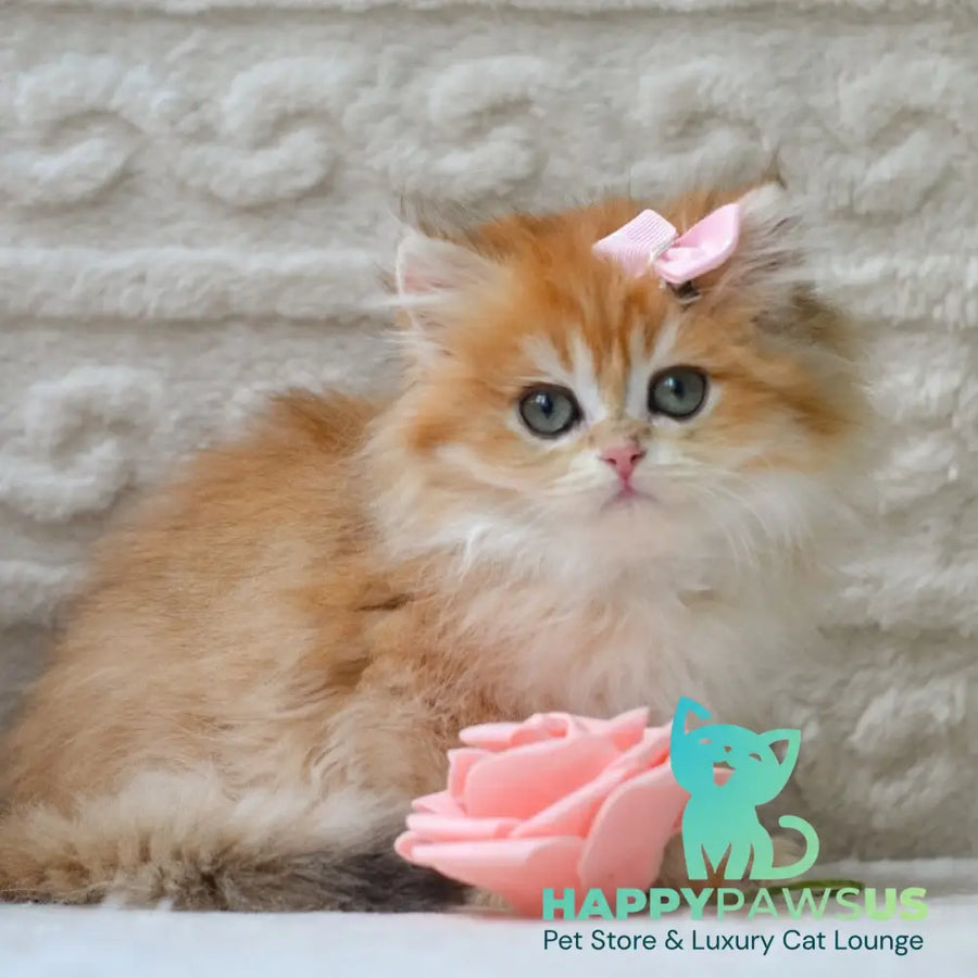 Emma British Longhair female black golden shaded - live animals