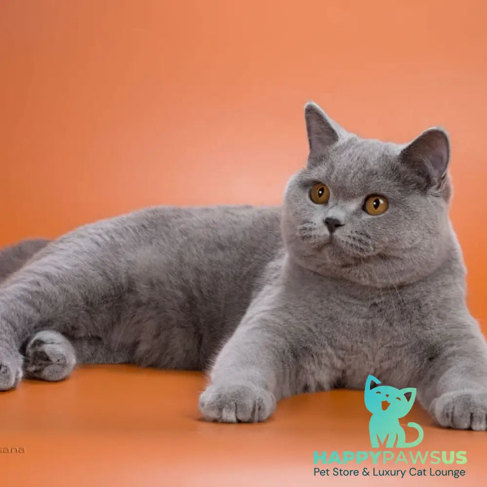 Emma British Shorthair female blue - live animals