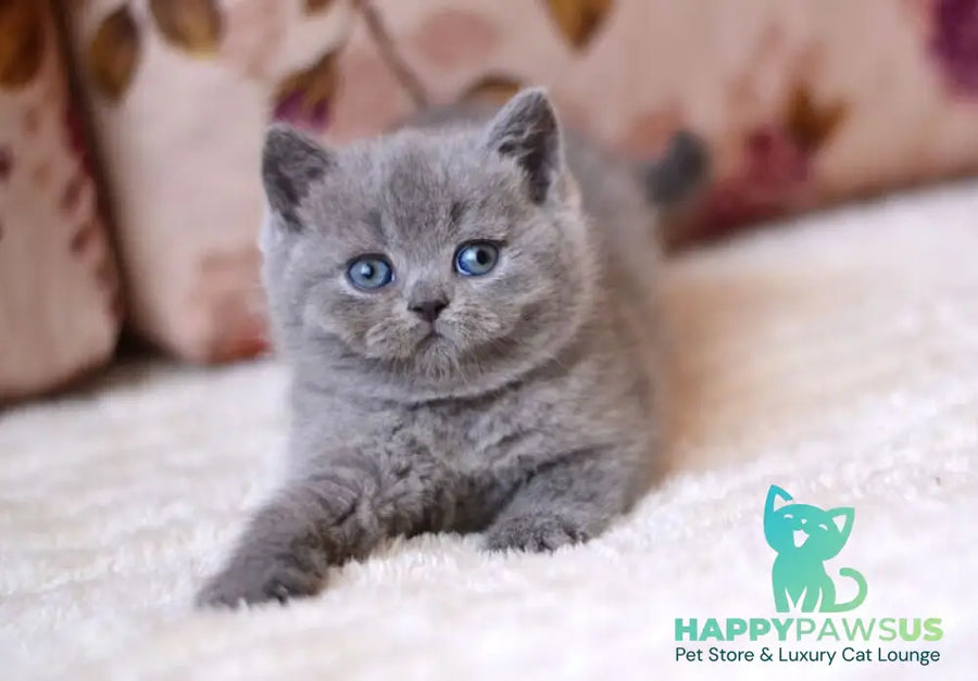 Emma British Shorthair female blue - live animals