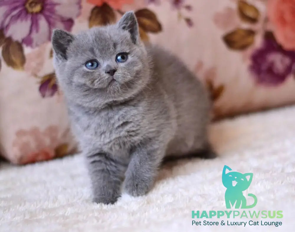 Emma British Shorthair female blue - live animals