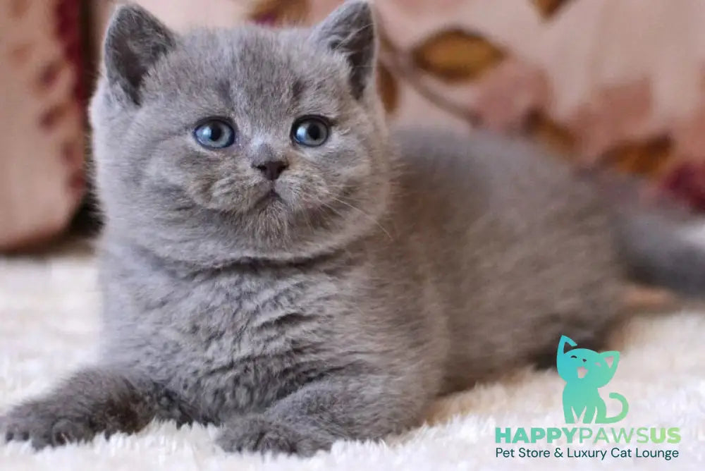 Emma British Shorthair female blue - live animals