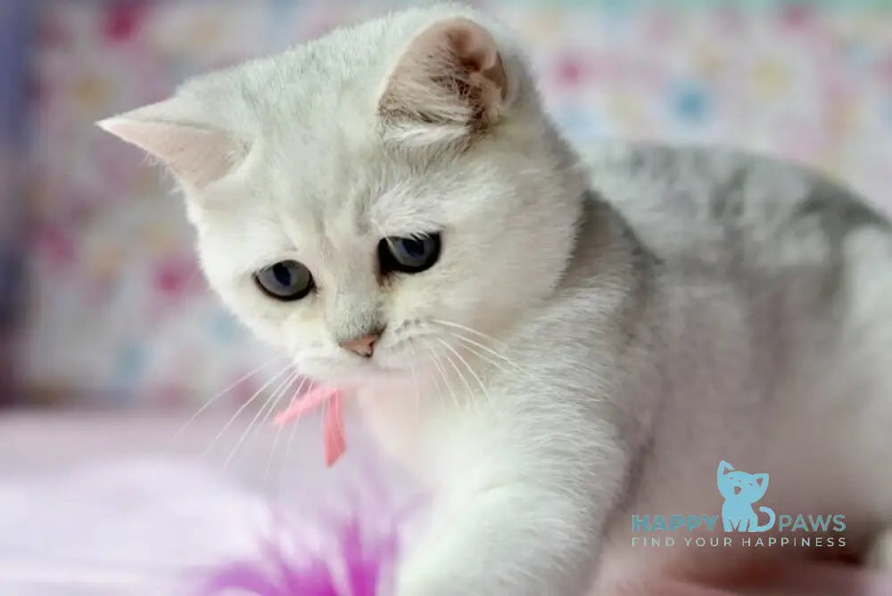 Emma British Shorthair male black silver shaded live animals