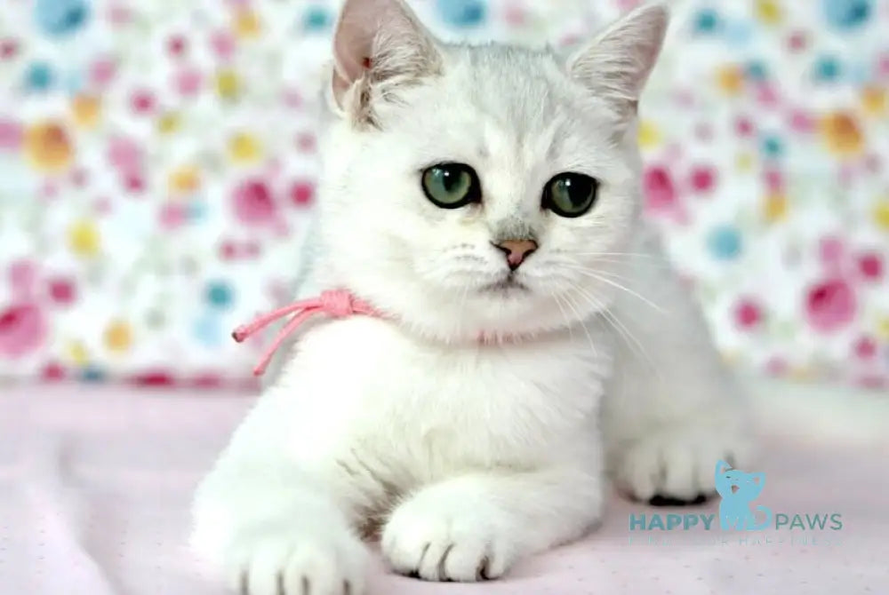 Emma British Shorthair male black silver shaded live animals