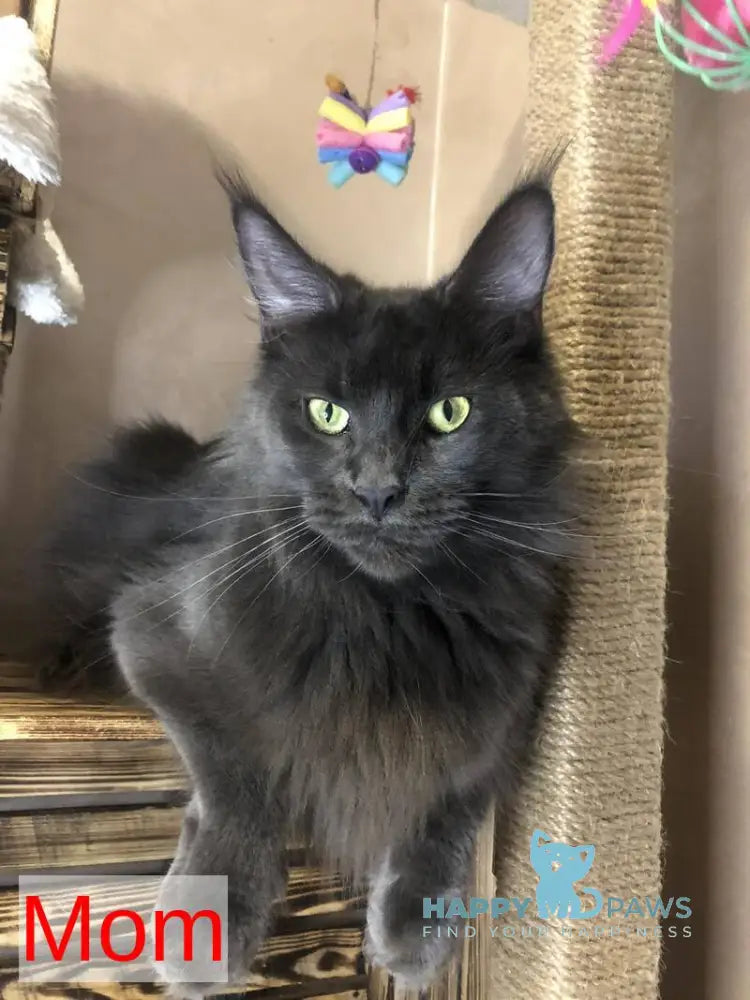 Emma Maine Coon female black - live animals