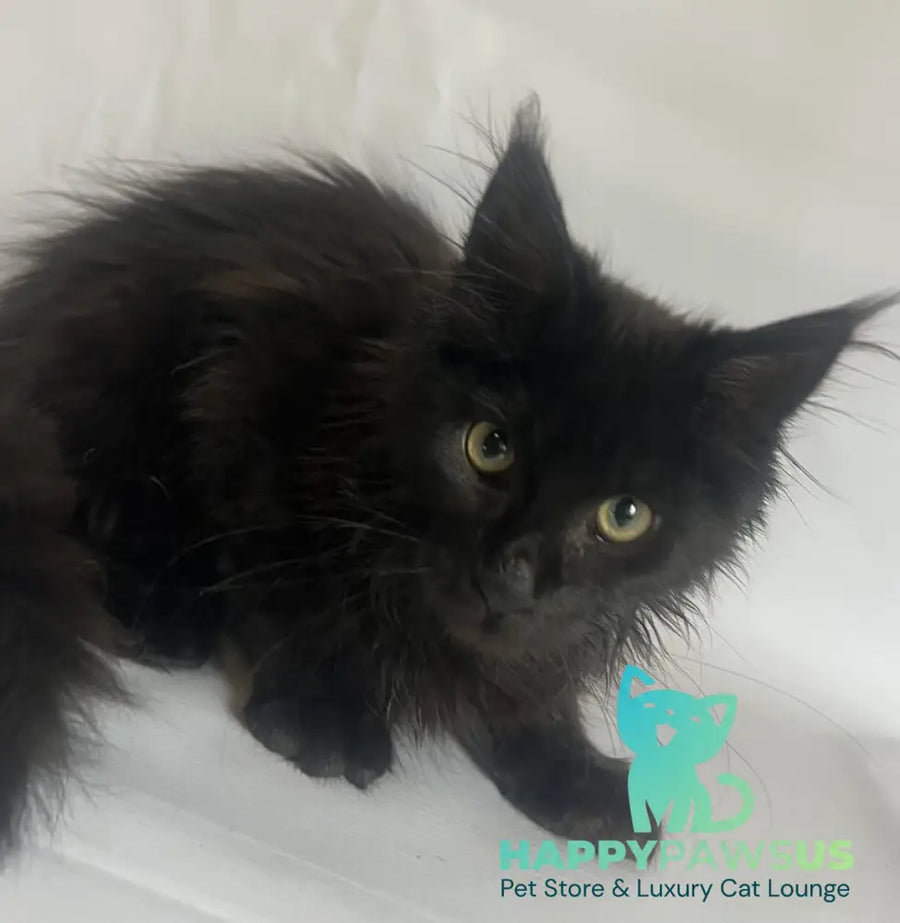 Emma Maine Coon female black - live animals