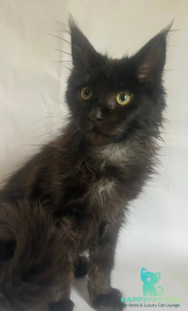 Emma Maine Coon female black - live animals
