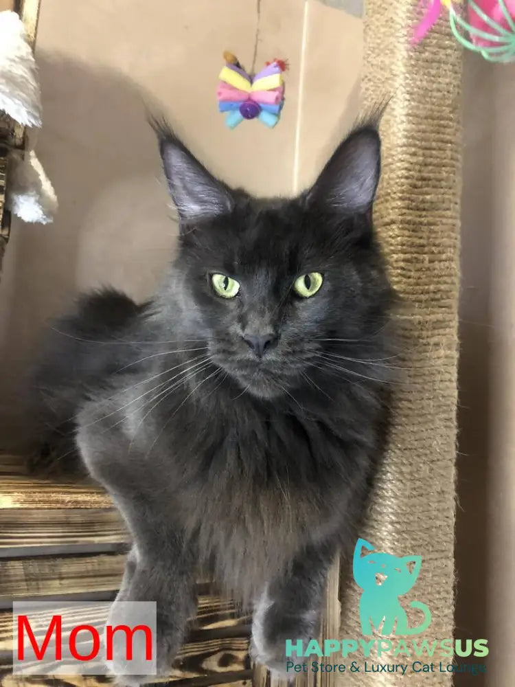 Emma Maine Coon female black - live animals