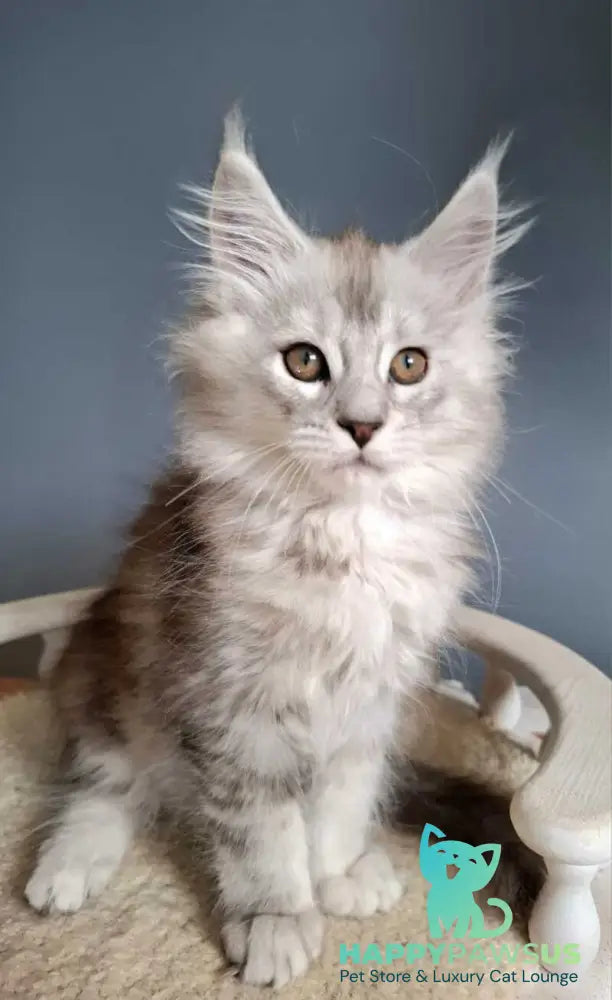 Emma Maine Coon female black silver ticked tabby - live animals
