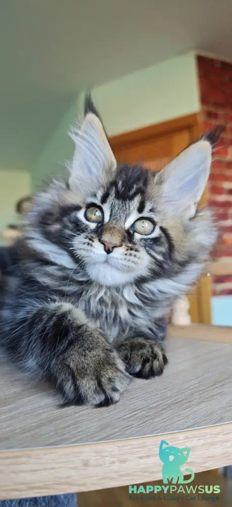 Emma Maine Coon female black tabby - live animals