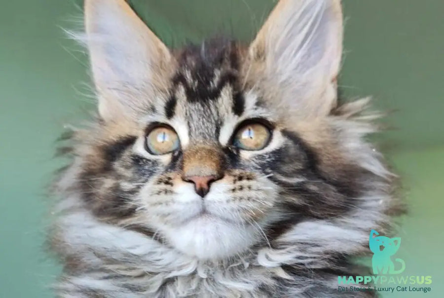 Emma Maine Coon female black tabby - live animals