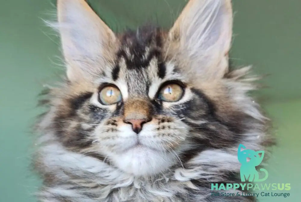 Emma Maine Coon female black tabby - live animals
