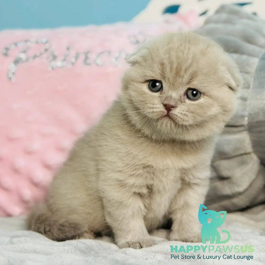 Emma Scottish Fold female lilac - live animals