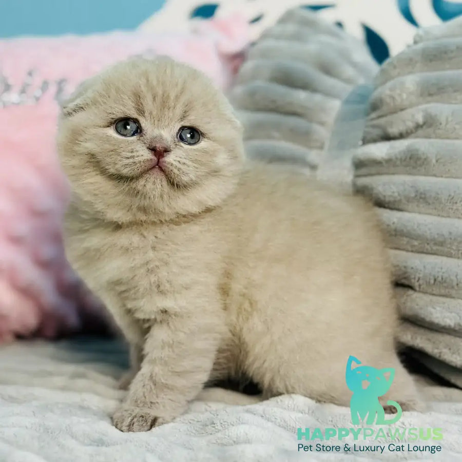 Emma Scottish Fold female lilac - live animals