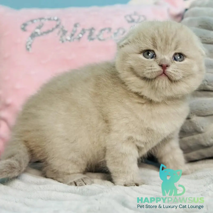 Emma Scottish Fold female lilac - live animals