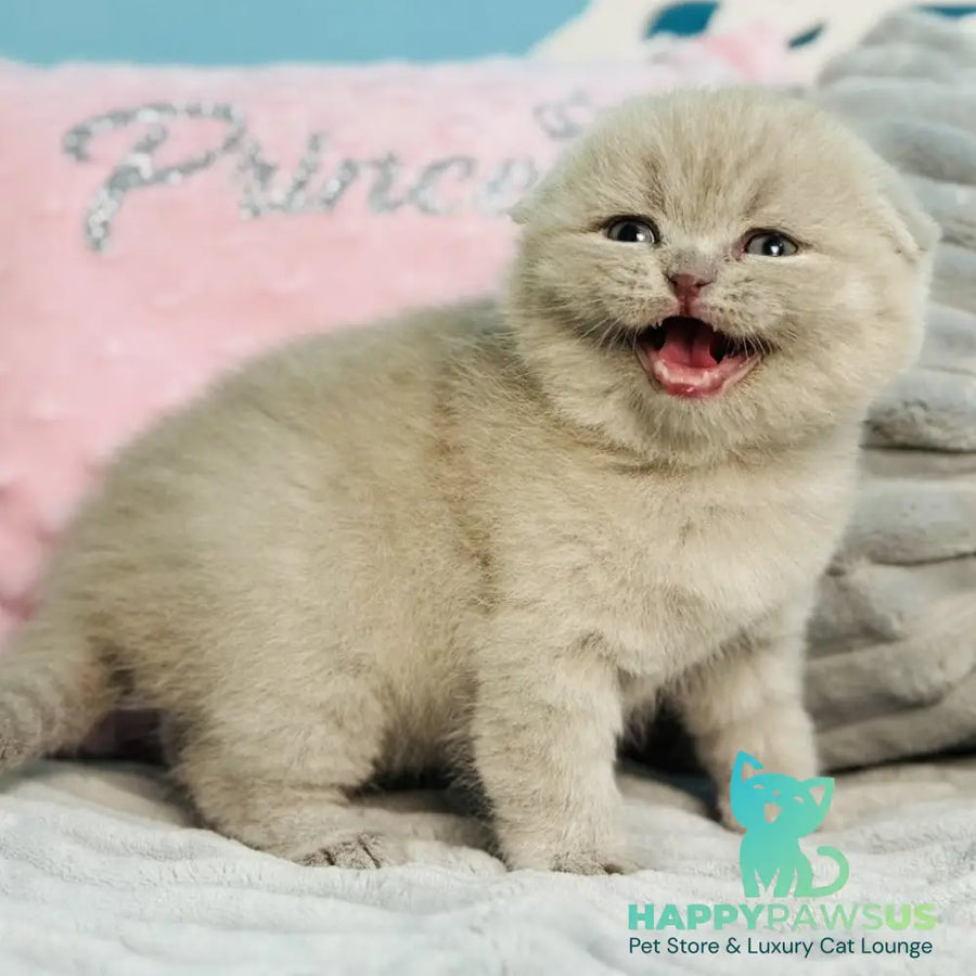 Emma Scottish Fold female lilac - live animals