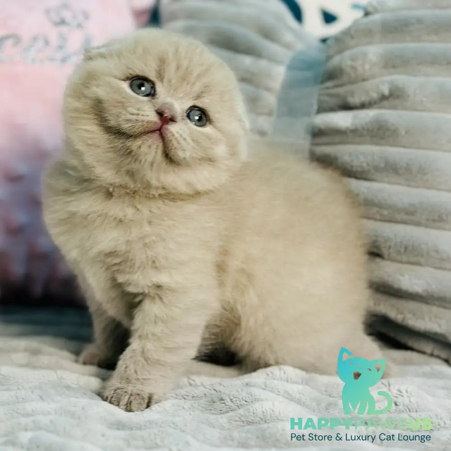 Emma Scottish Fold female lilac - live animals