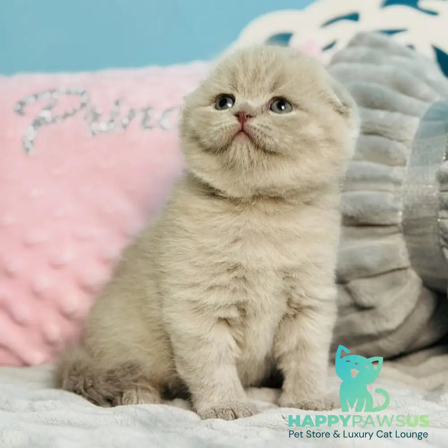 Emma Scottish Fold female lilac - live animals