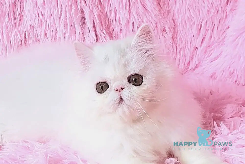 Emmy Persian female white - live animals
