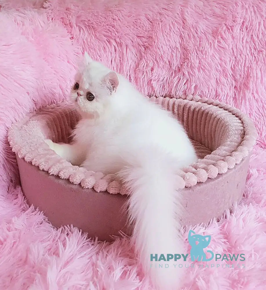 Emmy Persian female white - live animals