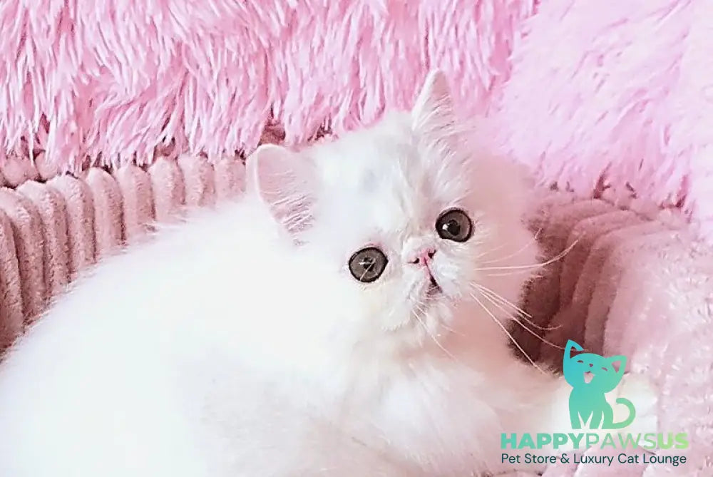 Emmy Persian female white - live animals