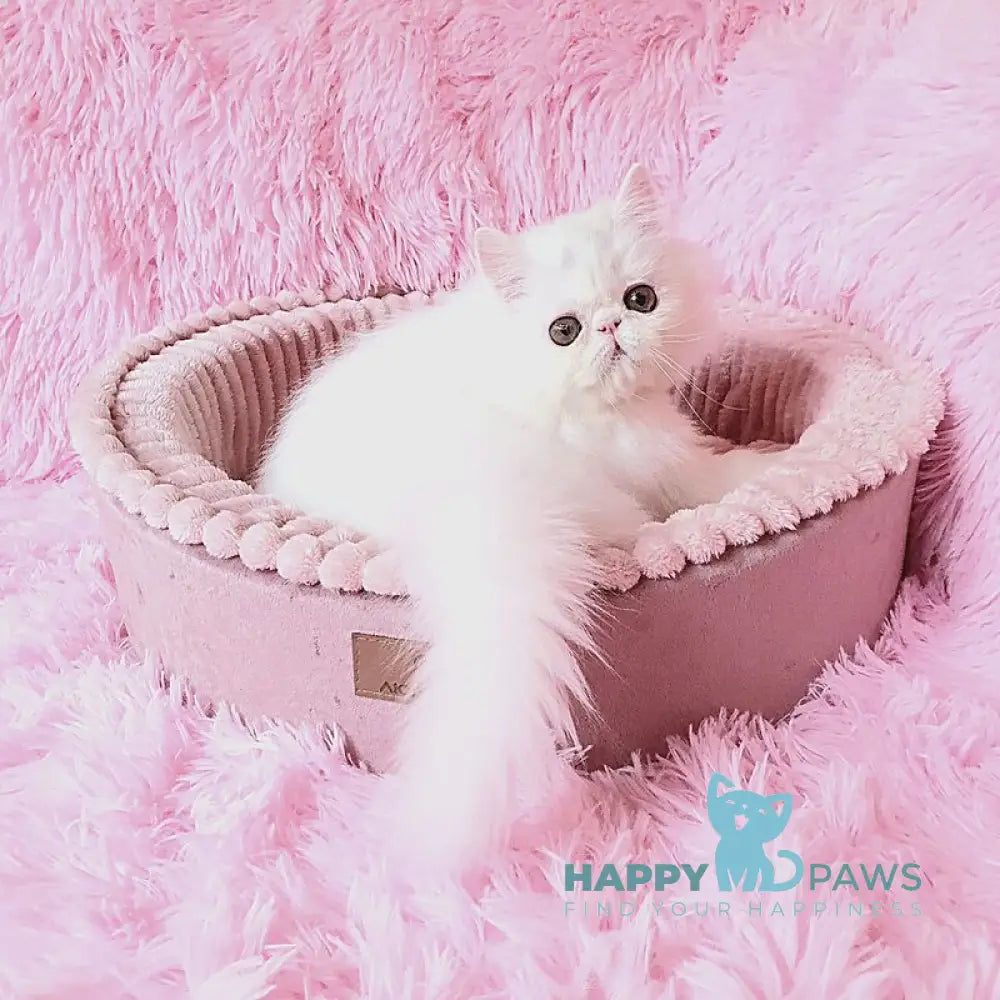 Emmy Persian female white - live animals