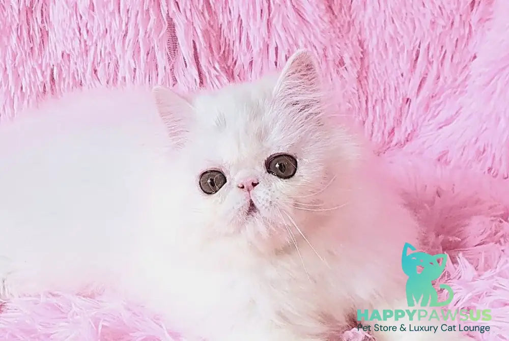 Emmy Persian female white - live animals