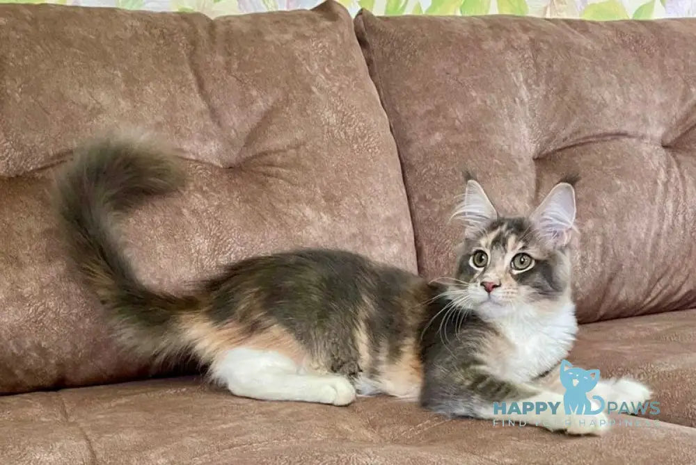 Ena Maine Coon female blue tortie silver tabby with white live animals