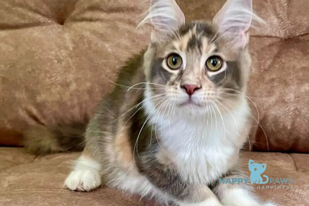 Ena Maine Coon female blue tortie silver tabby with white live animals