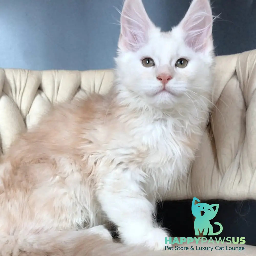 Endi Maine Coon male red silver - live animals