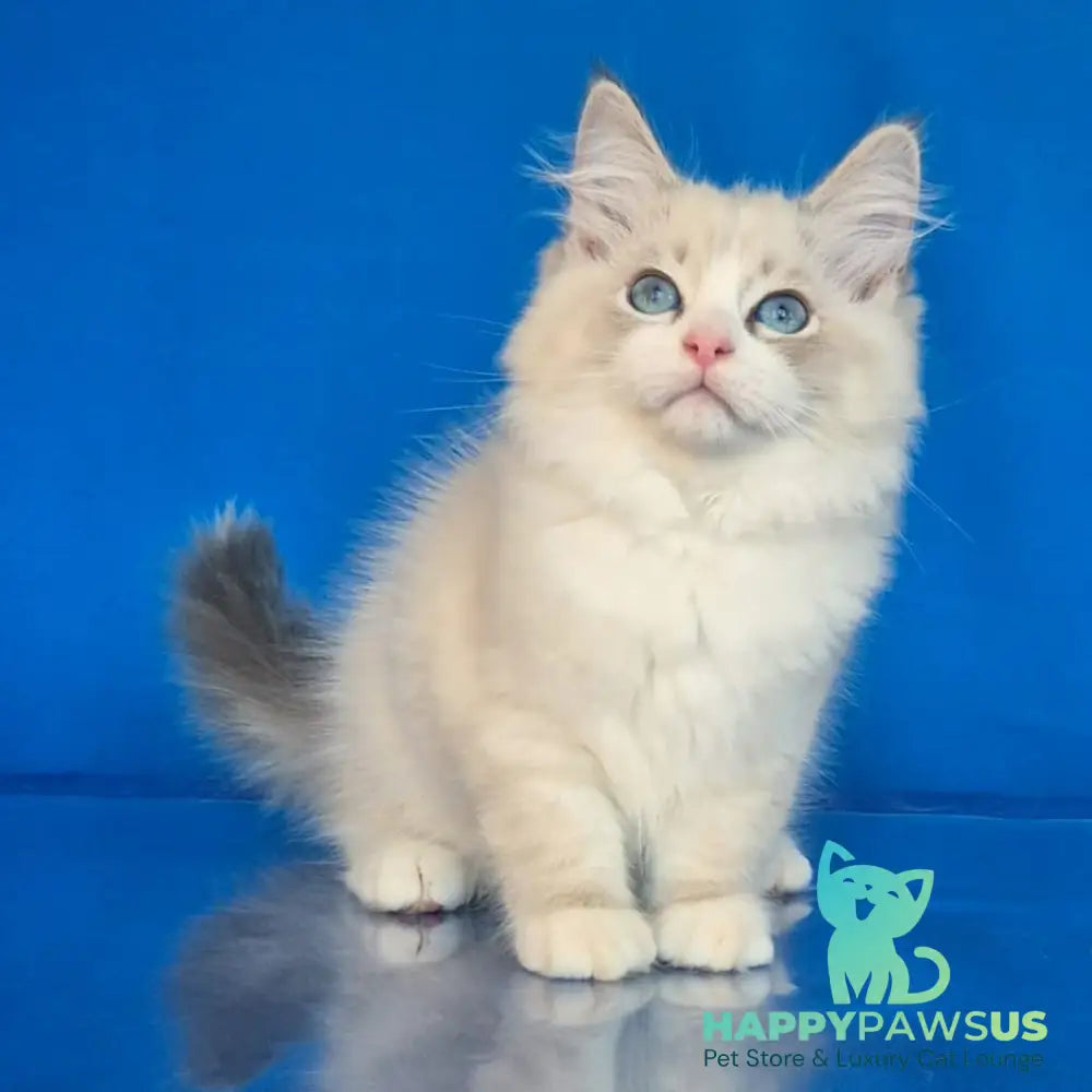 Endy Siberian male blue bicolour tabby pointed - live animals