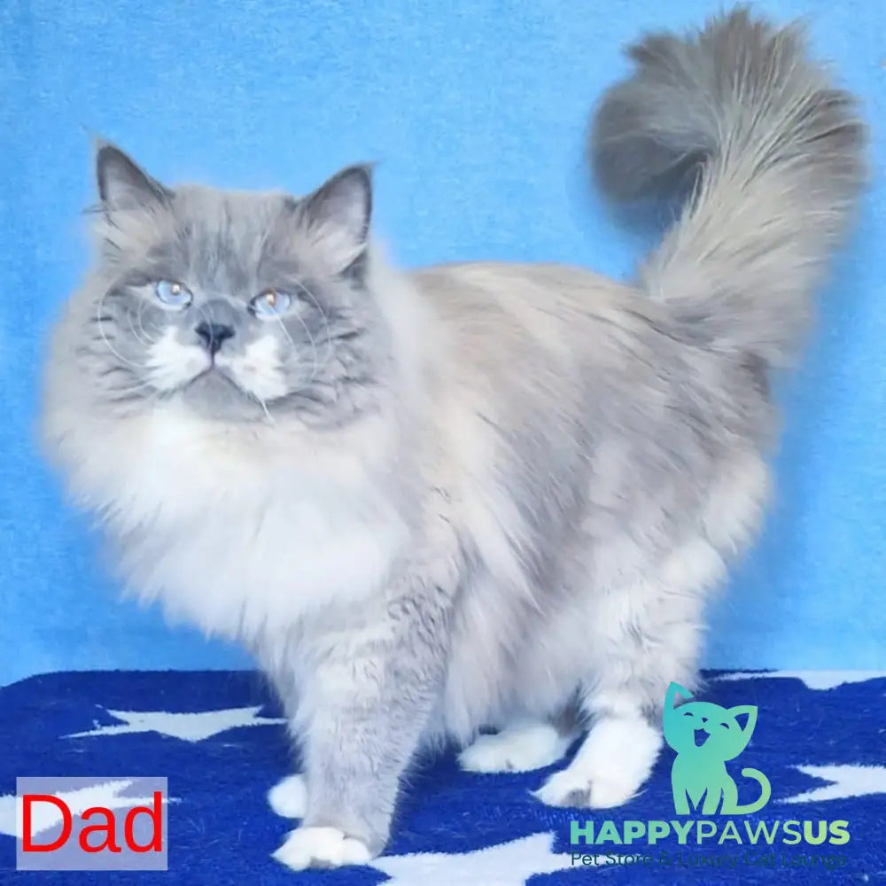 Endy Siberian male blue bicolour tabby pointed - live animals